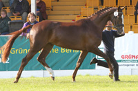StPrSt. BELISSIMA P v. Brioni Pur / Rubinstern (Sportpferde Polchow, Wardow).